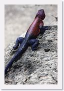 11SerengetiToSopa - 07 * Male Agama lizard.